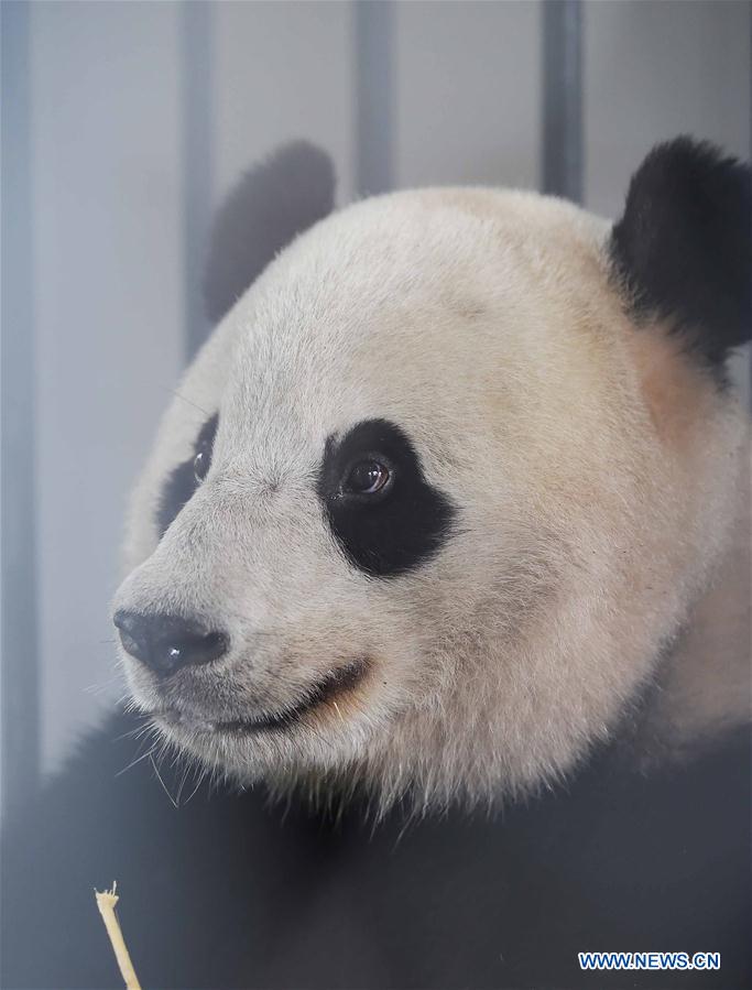 Photo taken on March 22, 2017 shows the giant panda Bao Bao in the quarantine area of the Dujiangyan base of the China Conservation and Research Center for the Giant Panda in southwest China's Sichuan Province. Bao Bao, a giant panda born in the United States, ended its one-month quarantine here on Friday after returning to China. (Xinhua/Xue Yubin) 