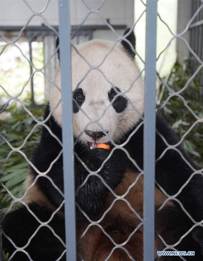 Photo taken on March 22, 2017 shows the giant panda Bao Bao in the quarantine area of the Dujiangyan base of the China Conservation and Research Center for the Giant Panda in southwest China's Sichuan Province. Bao Bao, a giant panda born in the United States, ended its one-month quarantine here on Friday after returning to China. (Xinhua/Xue Yubin) 