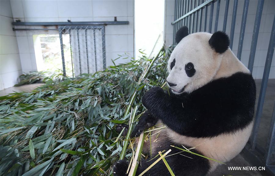  Bao Bao, a giant panda born in the United States, ended its one-month quarantine here on Friday after returning to China.