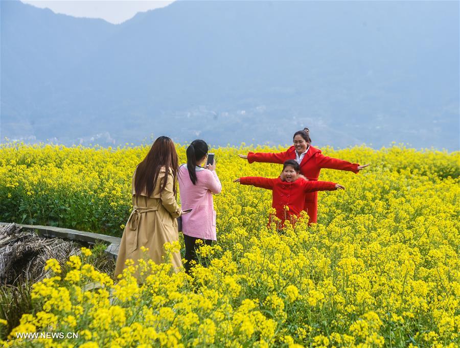 CHINA-ZHEJIANG-COLE FLOWERS-SCENERY (CN)