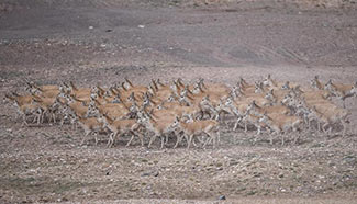 In pics: Tibetan antelopes migrate to give birth near Zhuonai Lake
