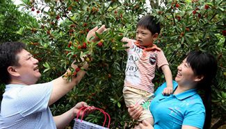 Tourists pick waxberries at orchard in China's Hunan