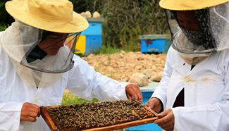 Afghan farmers work at bee farm in Bamyan
