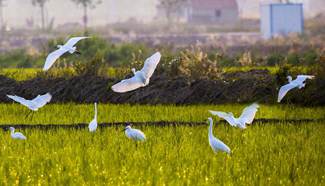 In pics: Flock of egrets at an agricultural park, E China