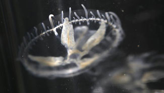 Freshwater jellyfish found in SW China