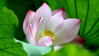 Lotus flowers blossom in summer