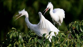 Egrets seen at Wan'an forest park in east China's Anhui