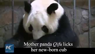 Giant panda gives birth to pigeon pair in SW China