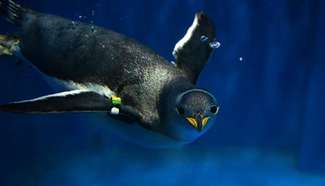 Aquarium helps penguins escape summer heat in NE China