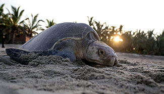 Olive ridley turtles spawn on Ixtapilla Beach, Mexico