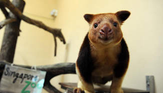 Two more tree kangaroos settled down in Singapore Zoo
