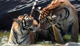 Siberian tigers stay cool amid summer heat in NE China