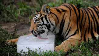 Siberian tigers enjoy summer days in NE China