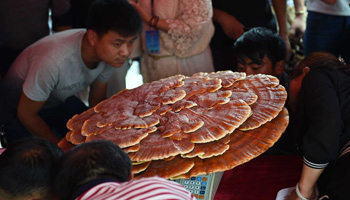 Mushroom competition held in SW China's Yunnan