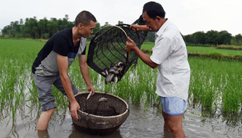 Villagers catch fish at rice fields in south China's Quanzhou