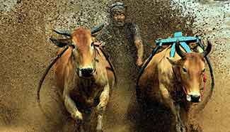Pacu Jawi cow race held in Indonesia