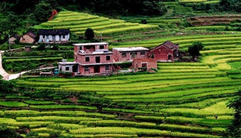 Scenery of rice fields in Quanzhou, S China's Guangxi