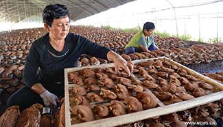 Hebei sets up over 130 cooperatives for local residents