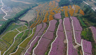 In pics: Flower terraces at Kangjinyan village, central China