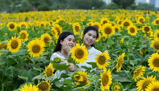 People have fun in sunflower field, SE China