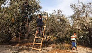 Palestinian farmers pick olives in Gaza City