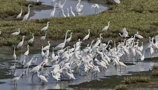 Egrets fly past wetlands along seaside off Qinhuangdao