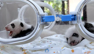 Panda twin cubs turn 1 month old at Shanghai base