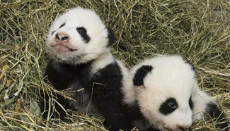 Names of twin panda cubs born in Austrian zoo revealed