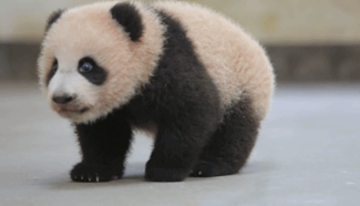 Cute panda learns to walk