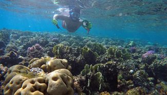 Egyptian diver fishes among coral reefs in Red Sea