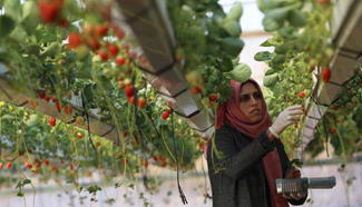 Palestinian farmers collect strawberries in West Bank city of Jenin