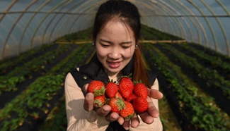 Strawberry fields attract tourists during harvest season in SE China