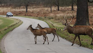 Deer roaming freely in Richmond Park, London