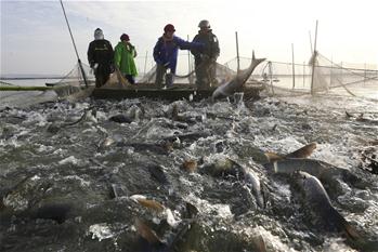 Harvest in winter fishing celebrated in E China's Jiangsu