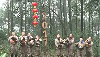 8 giant panda cubs born in 2016 send New Year greetings together