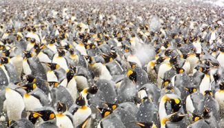 Emperor penguins gather on beach in Antarctica