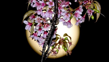 Full moon rises above cherry blossoms tree