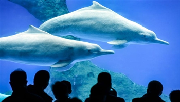 Chinese white dolphin guarded under first-class state protection