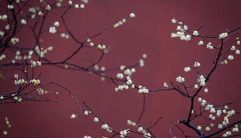 Wintersweets blossom in Nanjing