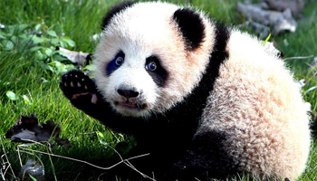 Panda mother and daughter die at Shanghai zoo