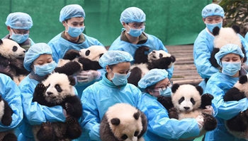 23 panda cubs extend Chinese New Year greetings