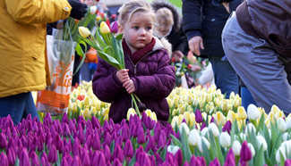 Dutch National Tulip Day held in Amsterdam