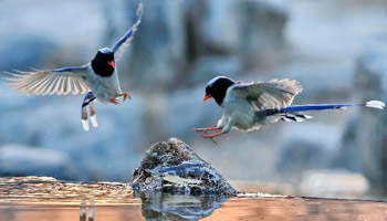 Red-billed blue magpies fly at Olympic Forest Park in Beijing