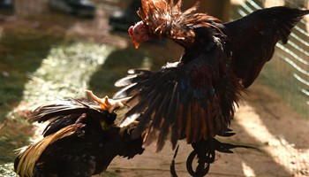 Cockfight performance held to celebrate upcoming Year of Rooster