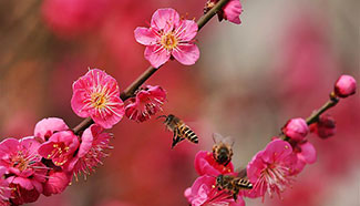 In pics: Plum blossoms in E China's Jiangsu