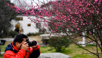 Plum trees in blossom in east China's Jiangxi