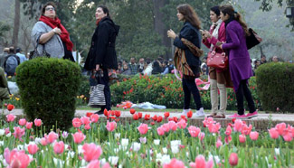 Tulip flowers bloom at park in E Pakistan's Lahore