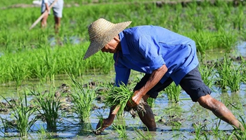 Hainan farmers plow in field during spring plowing season