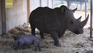 Israel zoo announces rare white rhino birth