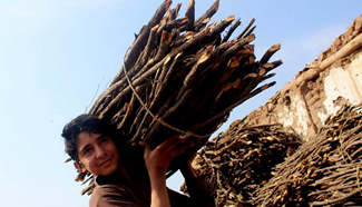 Firewood demand increases in Pakistan
